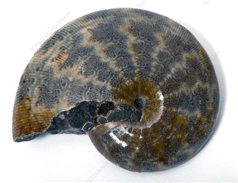 Ammonite fossil - Stock Image - C002/3560 - Science Photo Library