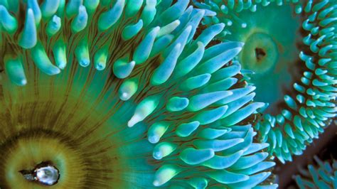 underwater, coral, minimalism, artwork, jellyfish, HD Wallpaper | Rare Gallery