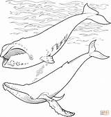 Printable Humpback Whale Coloring Page  Educational Worksheets sketch template