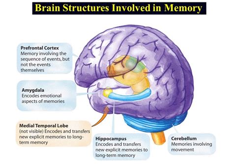 B_04. Memory - Deep Learning Bible - L. Cognitive Science - 한글