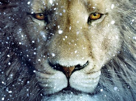 Aslan the Lion Chronicles of Narnia The Lion The Witch and the Wardrobe Desktop Wallpaper