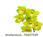 Yellow Green Orchids Free Stock Photo - Public Domain Pictures