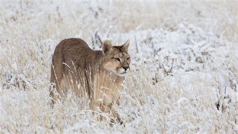 Pumas – Legends of the Ice Mountains - Terra Mater Studios