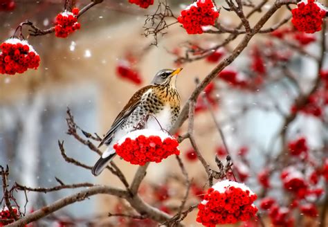 animals, Nature, Birds, Berries, Snow Wallpapers HD / Desktop and ...