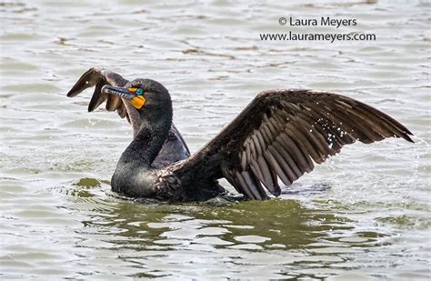 Double-crested Cormorant Breeding Adult - Laura Meyers Photograpy