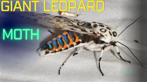 Giant Leopard Moth caterpillar and adult - YouTube