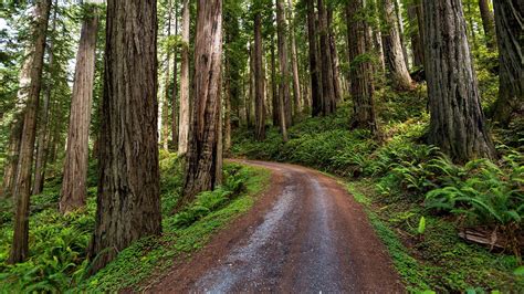 Redwood Forest Back Road, Northern California. [Desktop wallpaper ...