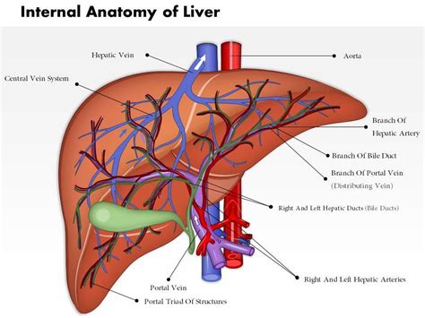 0514 Internal Anatomy Of Liver Medical Images For PowerPoint | PowerPoint Slide Templates ...