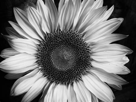 White Flower Pictures, Sunflower Pictures, Flower Images, Sunflowers Background, White ...