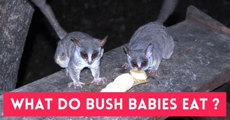 13 Fun Facts About Bush Babies