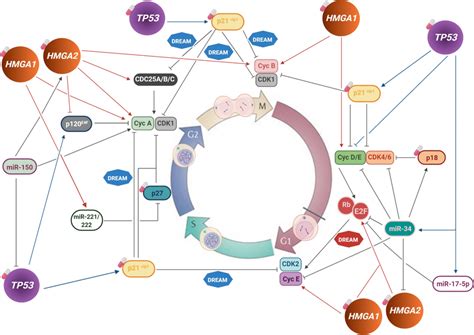 Circuit representing TP53 and HMGA cell cycle control mechanisms in... | Download Scientific Diagram