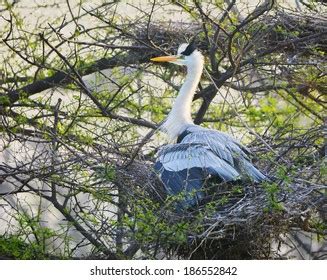 Grey Heron Nest Stock Photo 186552842 | Shutterstock