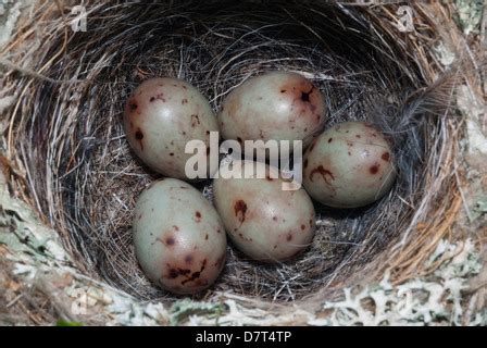 Nest of Chaffinch (Fringilla coelebs) with eggs Stock Photo - Alamy