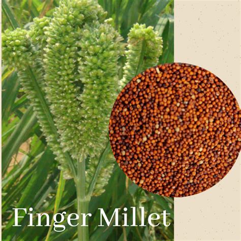 Types Of Millets Grown In India