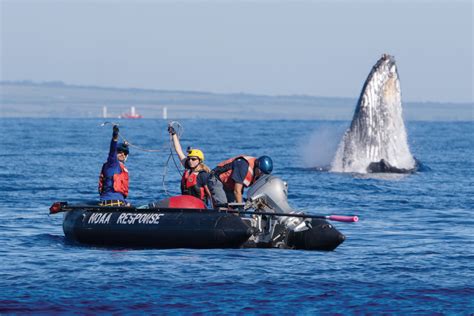 Breaking the Ties That Bind: Whale Rescue | Entangled Whales