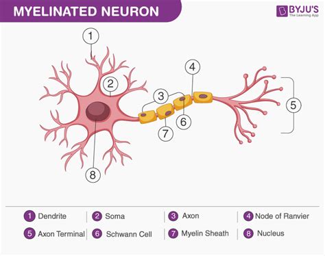 Myelinated Neuron Diagram