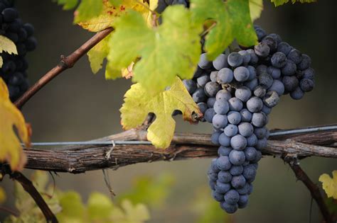 Stunning #nebbiolo grapes grown in Gattinara, Piedmont! Barolo, Growing Grapes, Italian Wine ...