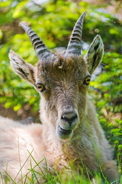 Young ibex in the grass III | Animals with horns, Ibex, Animals