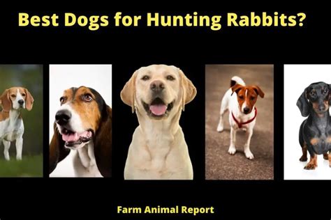 Best Dogs For Hunting Rabbits (2024) | Dog Breeds | Rabbit Hunting Dogs ...