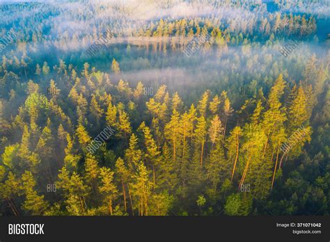 Green Forest Sunrise Image & Photo (Free Trial) | Bigstock