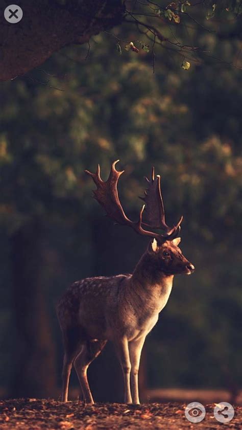 Iphone Deer Hunting Wallpaper - All Phone Wallpaper HD