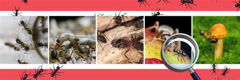 Ant Identification Guide – Pest Supply Canada