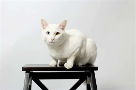 15 Types of White Cats