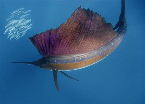 The sailfish is the fastest fish in the ocean. With recorded swimming ...