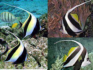 Moorish idol Facts for Kids