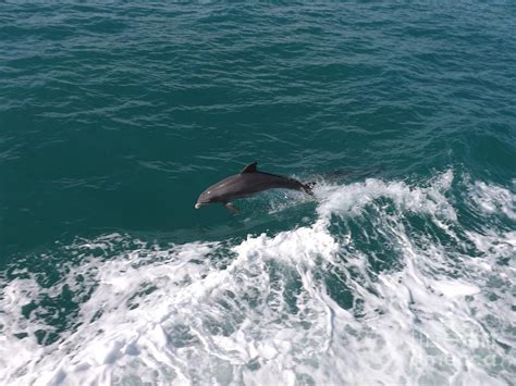 Dolphin jumping in ocean Photograph by Noemia Poole - Pixels