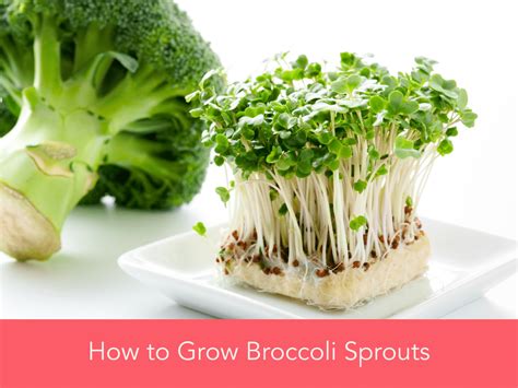 How to Grow Broccoli Sprouts - HormonesBalance.com