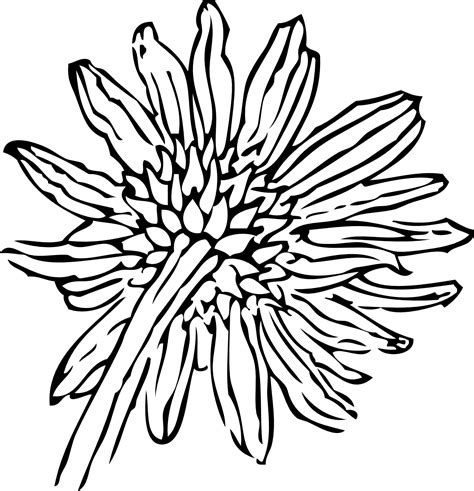 Free Sunflower Black And White Drawing, Download Free Sunflower Black And White Drawing png ...