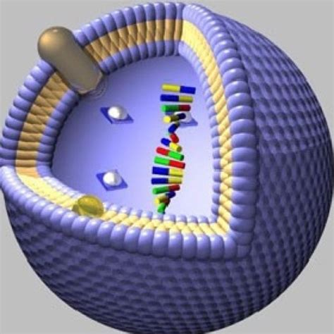 Therapeutic applications utilising liposomes | Download Table