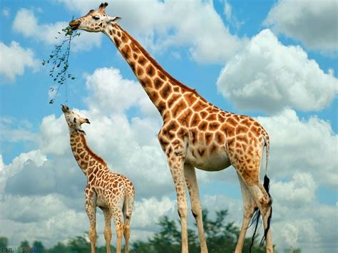 Awesome Giraffe Wallpapers - Top Free Awesome Giraffe Backgrounds - WallpaperAccess