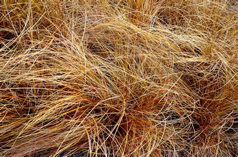 Dry Grass Free Stock Photo - Public Domain Pictures