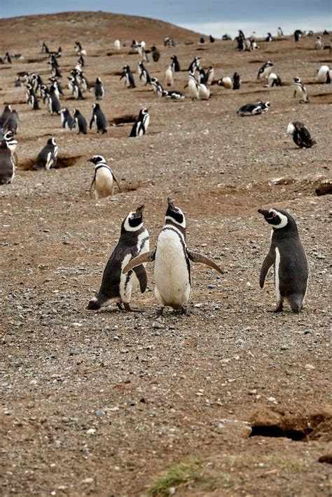 Penguin Colony on Isla Magdalena Island, Chile Stock Image - Image of animal, america: 238143593