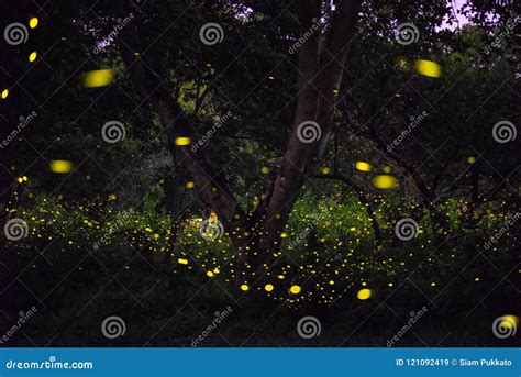 Abstract and Magical Image of Firefly Flying in the Night Forest Stock ...