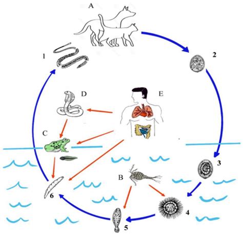 Diphyllobothrium Latum Life Cycle