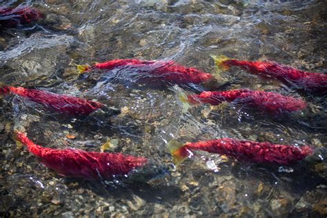 When to fish: Timing matters for fish that migrate to reproduce | UW News