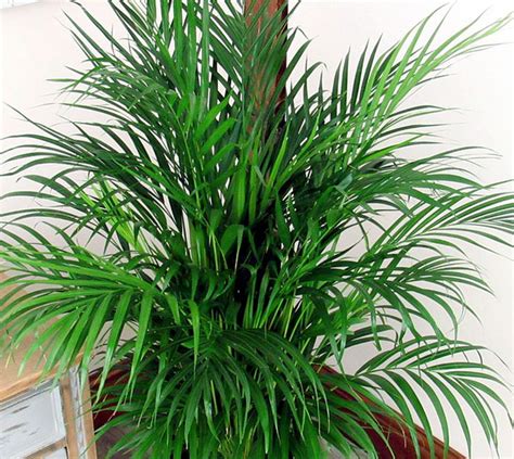 8 Best Air purifier houseplants | Beast air purifying indoor plants ...