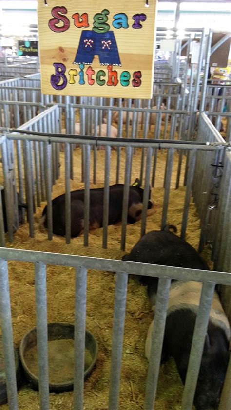 Quick look at livestock exhibit (pigs) at Clay County Fair