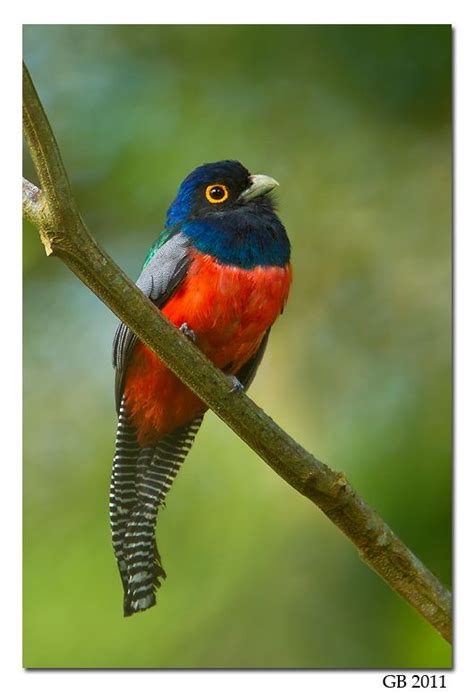 Blue-crowned Trogon | Beautiful birds, Colorful birds, Blue crown