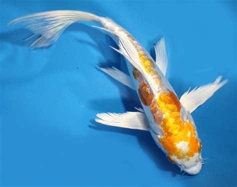 fish koi japanese : Biological Science Picture Directory – Pulpbits.net