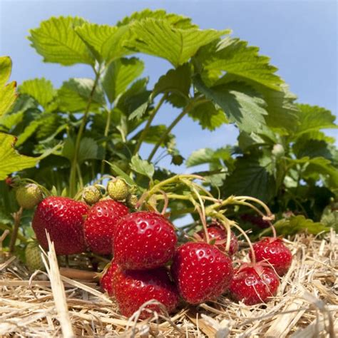 Strawberry Varieties Article Archives – Strawberry Plants