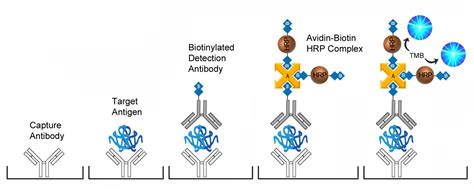 Human TNF Alpha Quant ELISA Kit | Sandwich | LSBio