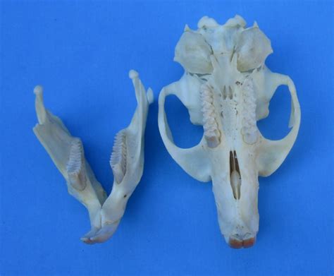 One 2-1/4 inches North American Muskrat Skull for Sale