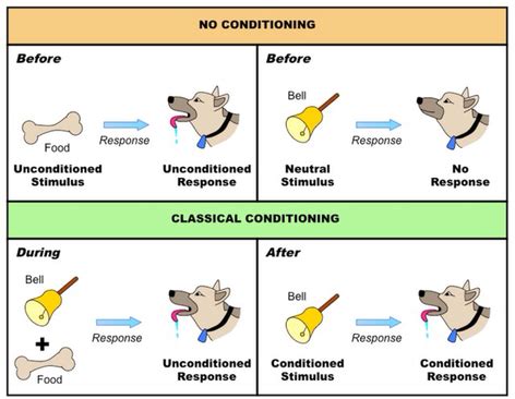 Pavlovian Conditioning - Classical Conditioning by Ivan Pavlov - pani's