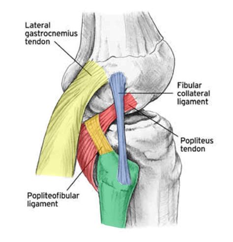 Fibular Head Pain? Here's What to Do! - Centeno-Schultz