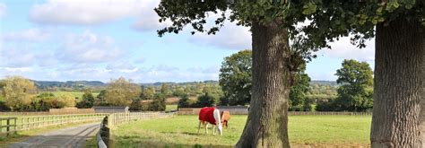 Stoke Prior Update - Bransby Horses