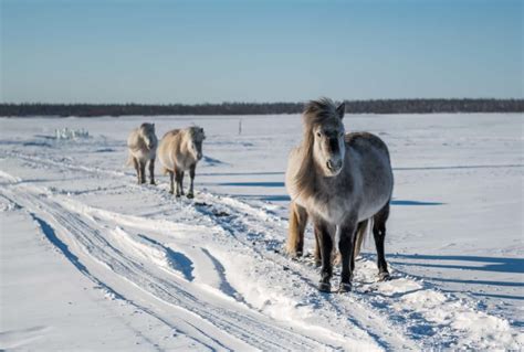 yakutian horse - Touareg Adventure Services